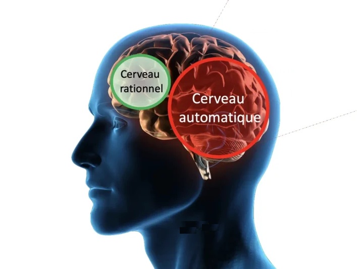 Un cerveau construit pour ne pas réfléchir.